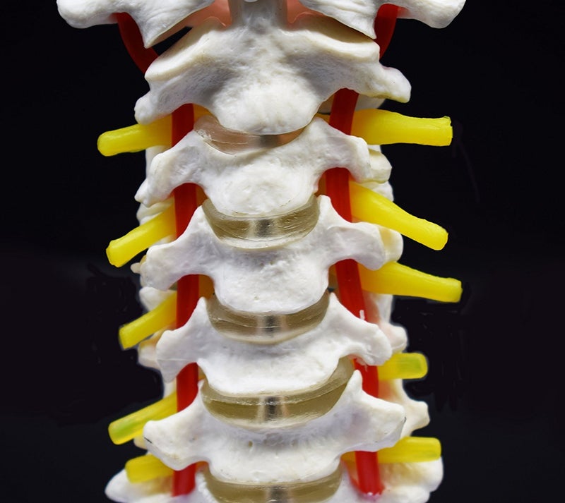 XINDAM Cervical Vertebra Arteria Spine Spinal Nerves Anatomical Model Anatomy for Science Classroom Study Display Teaching Medical Model - Image 5
